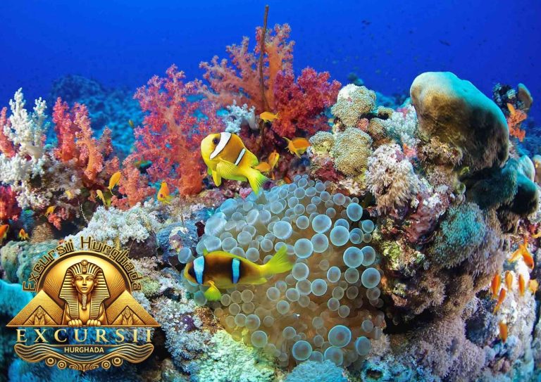 Excursie de scufundare in Marea Rosie: corali vibranți și pești galbeni exotici în apele Hurghadei.
