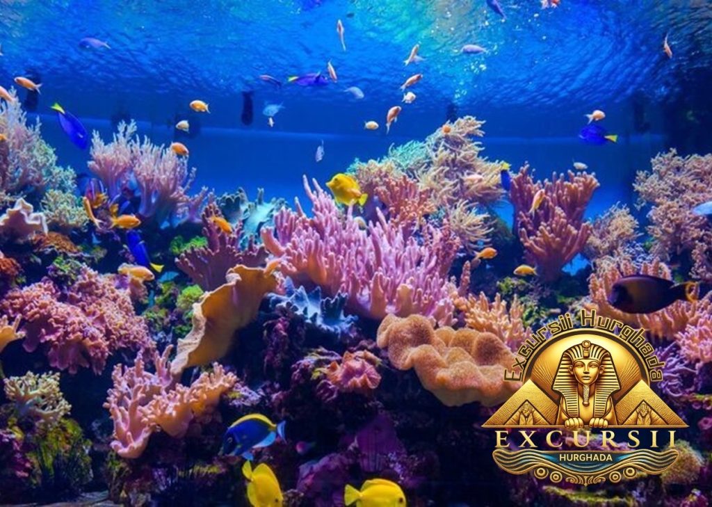 Recife de corali Hurghada pline de pesti tropicali colorati in Marea Rosie logo Excursii Hurghada